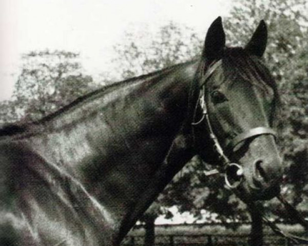 stallion Masetto xx (Thoroughbred, 1952, from Olymp xx)