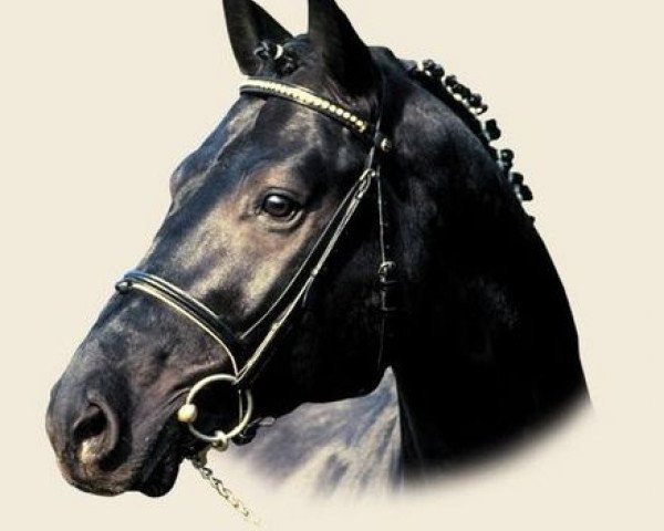 horse Campari M (Oldenburg, 1988, from Carprilli)