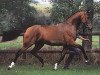stallion Bela Pharm’s Landkaiser (Oldenburg, 1993, from Landadel)