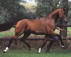 stallion Bela Pharm’s Landkaiser (Oldenburg, 1993, from Landadel)