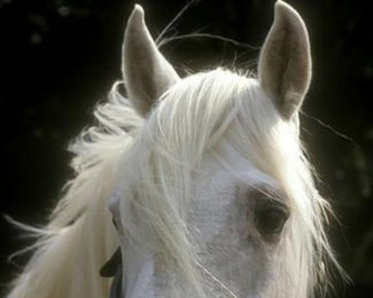 stallion Sea Crest (Irish Sport Horse, 1979, from Knockboy)