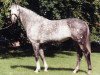 stallion Cruising (Irish Sport Horse, 1985, from Sea Crest)