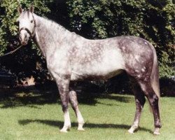 Deckhengst Cruising (Irish Sport Horse, 1985, von Sea Crest)