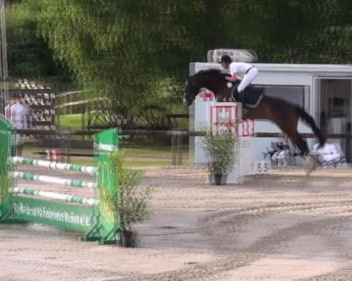 dressage horse Calypso 434 (Westphalian, 2007, from Collin L)