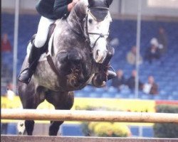 stallion Bahrain Cruise (Irish Sport Horse, 1995, from Cruising)