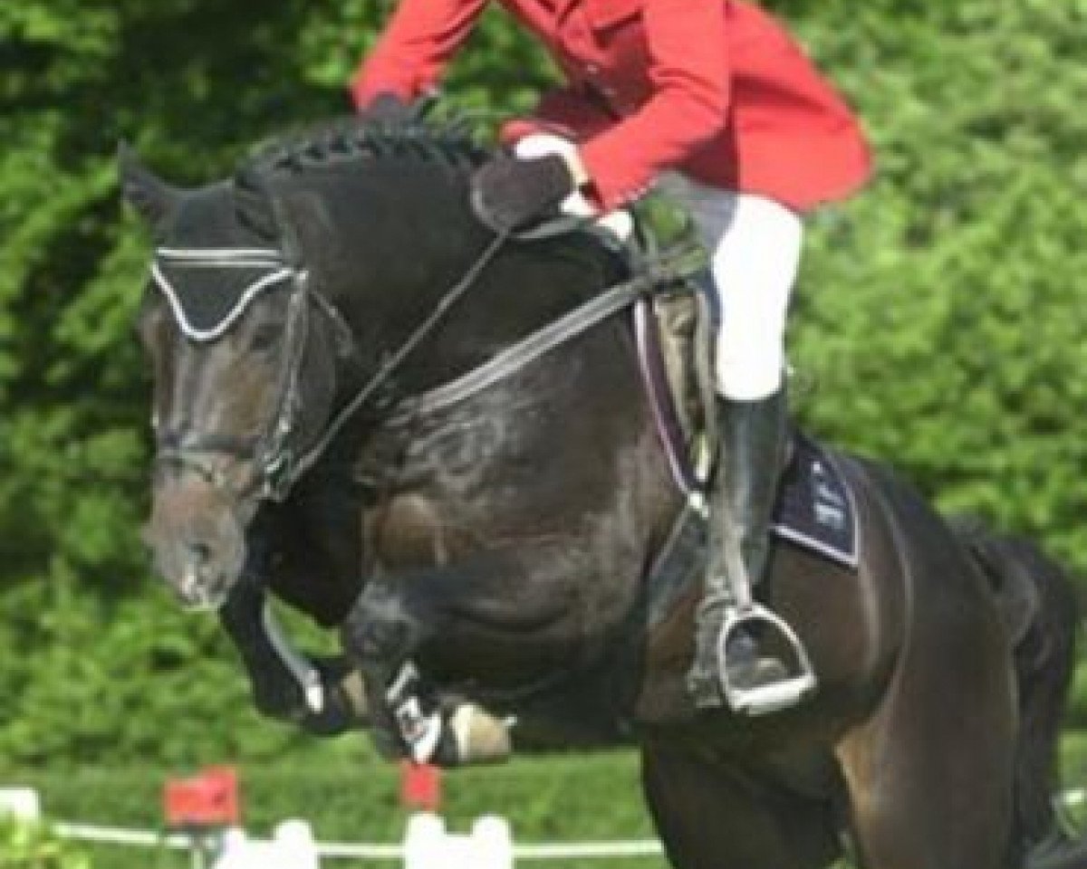 stallion Charisma (Holsteiner, 1996, from Calido I)
