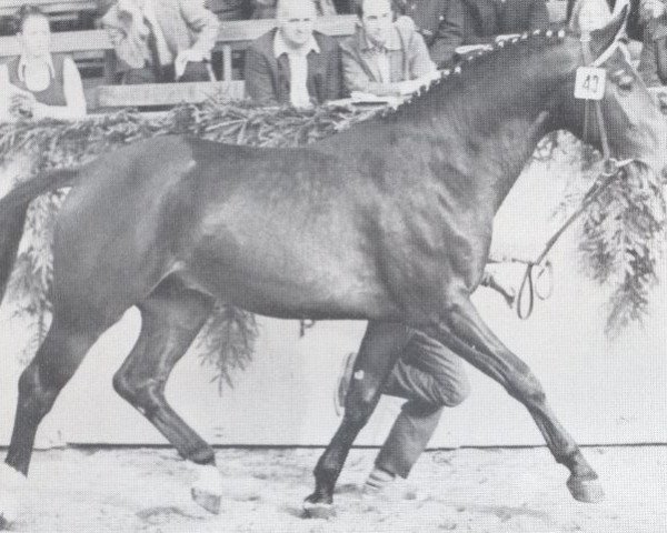 stallion Romantiker (Holsteiner, 1971, from Ramiro Z)