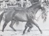 stallion Romantiker (Holsteiner, 1971, from Ramiro Z)