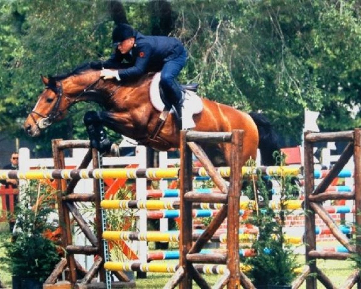 Deckhengst Wessex (Hannoveraner, 1991, von Watzmann)