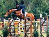 stallion Wessex (Hanoverian, 1991, from Watzmann)