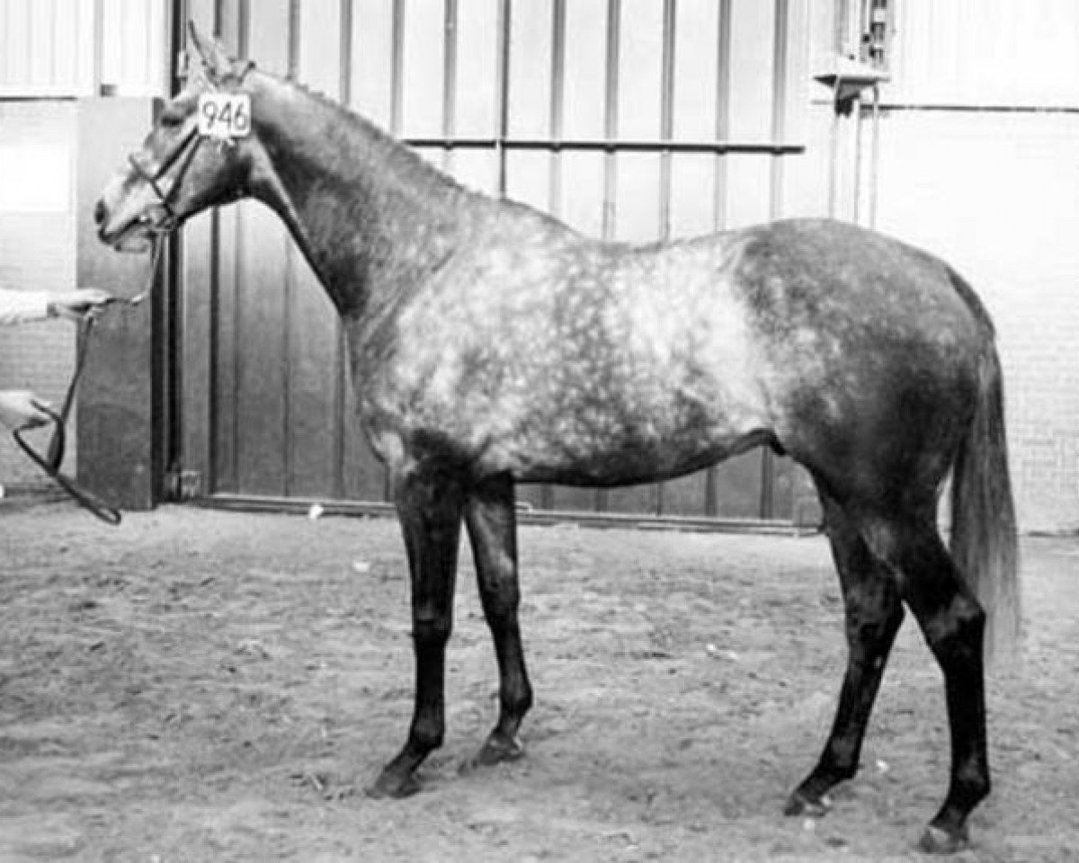 Deckhengst Able Albert xx (Englisches Vollblut, 1980, von Abwah xx)