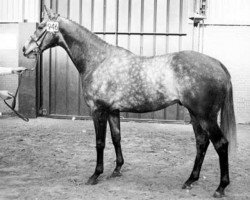 stallion Able Albert xx (Thoroughbred, 1980, from Abwah xx)