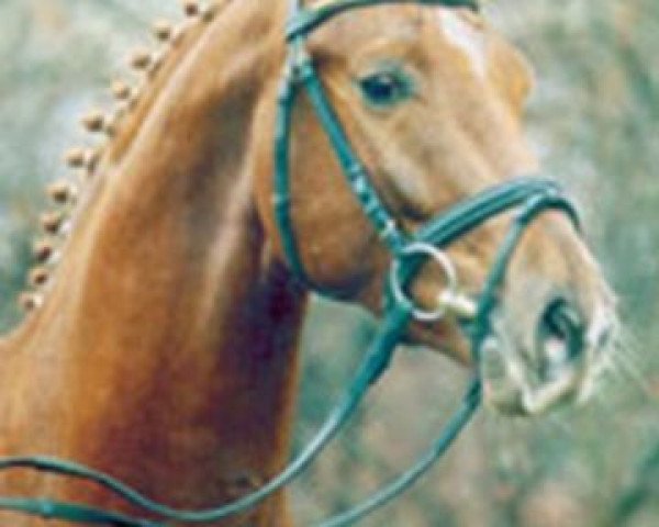 stallion Sibirian Express (Westphalian, 2001, from Ehrenwort)