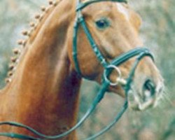 stallion Sibirian Express (Westphalian, 2001, from Ehrenwort)