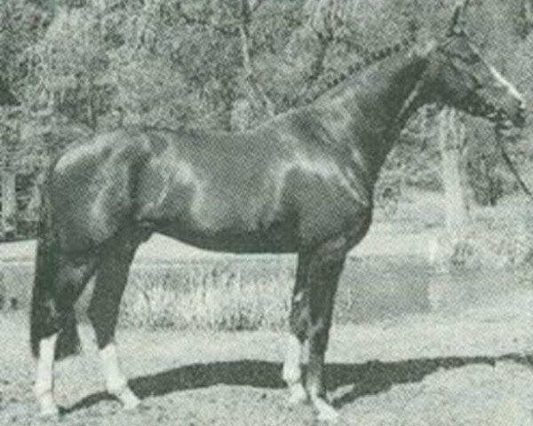 stallion Freigraf (Hessian Warmblood, 1986, from Furioso II)