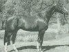 stallion Freigraf (Hessian Warmblood, 1986, from Furioso II)