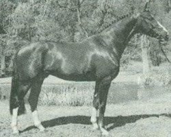 Deckhengst Freigraf (Hessisches Warmblut, 1986, von Furioso II)