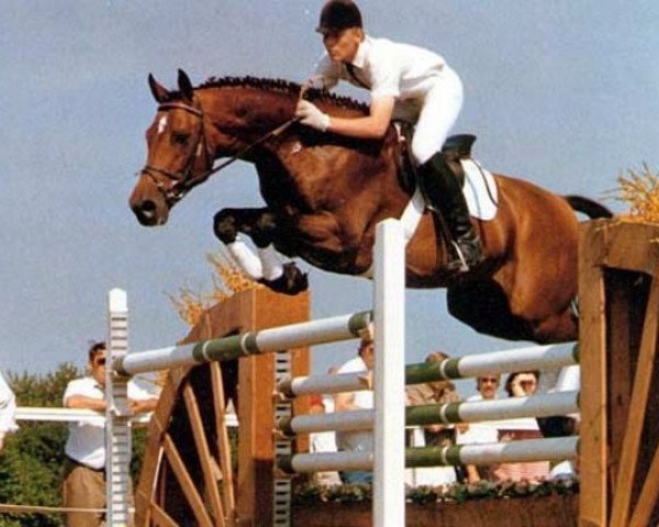 stallion Landfrieden (Holsteiner, 1984, from Landgraf I)
