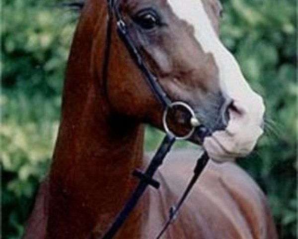 stallion Night-Star III (German Riding Pony, 1987, from Nalet 1967 ox)