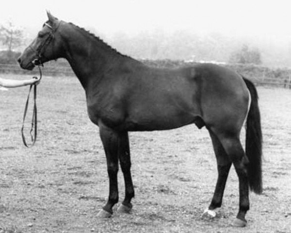 Pferd Daimler (Koninklijk Warmbloed Paardenstamboek Nederland (KWPN), 1985, von Nimmerdor)