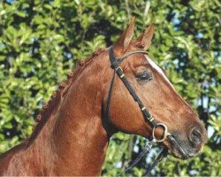 stallion Mailänder (Hanoverian, 1990, from Matcho AA)