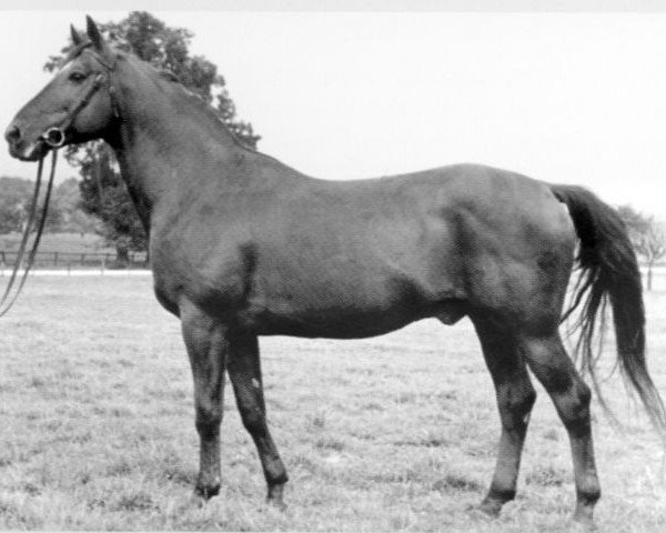 horse Tropenwald (Trakehner, 1941, from Termit)