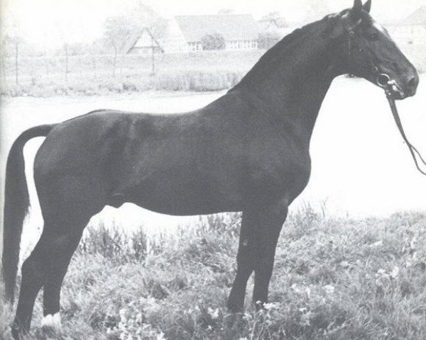 stallion Weiler (Hanoverian, 1948, from Feuerland)