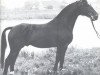 stallion Weiler (Hanoverian, 1948, from Feuerland)