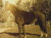 stallion Urtois AA (Anglo-Arabs, 1963, from Nithard AA)