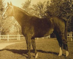 stallion Urtois AA (Anglo-Arabs, 1963, from Nithard AA)