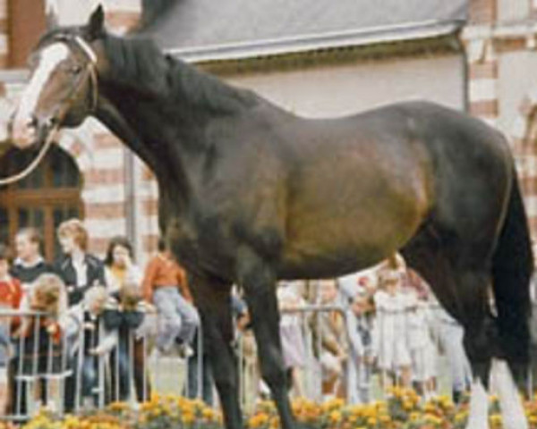 stallion Hadj A AA (Anglo-Arabs, 1973, from Urtois AA)