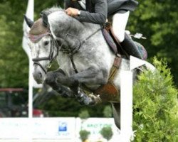 stallion Cornet Fever (Westphalian, 2003, from Cornet Obolensky)