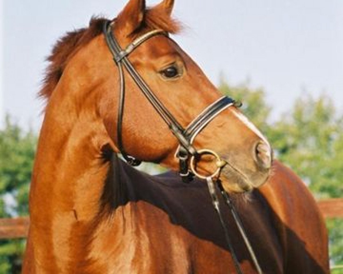 stallion Patmos (Trakehner, 2000, from Friedensfürst)