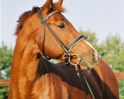 stallion Patmos (Trakehner, 2000, from Friedensfürst)