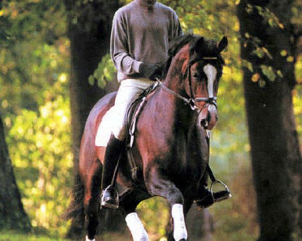 dressage horse Aljano (Holsteiner, 1996, from Alasca)