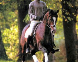 stallion Aljano (Holsteiner, 1996, from Alasca)