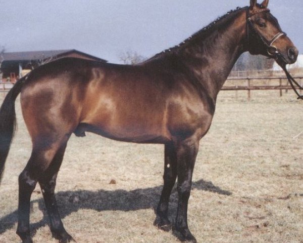 stallion Laurion (Hanoverian, 1992, from Landadel)
