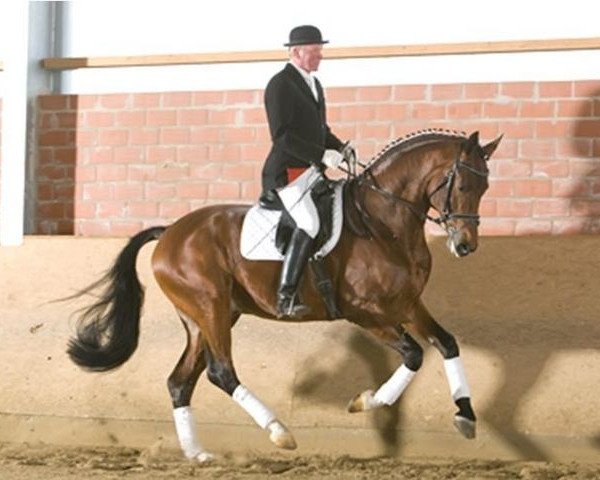 stallion Fanfani 4 (Oldenburg, 2005, from Florencio I)