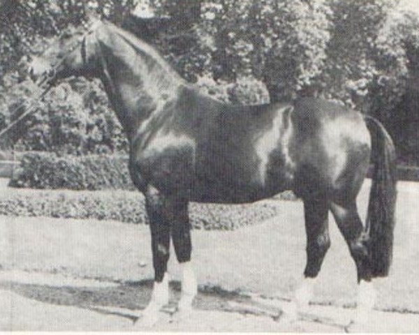 stallion Usus (Westphalian, 1968, from Usurpator xx)