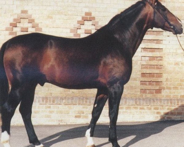 stallion Ultimo (Westphalian, 1975, from Usus)