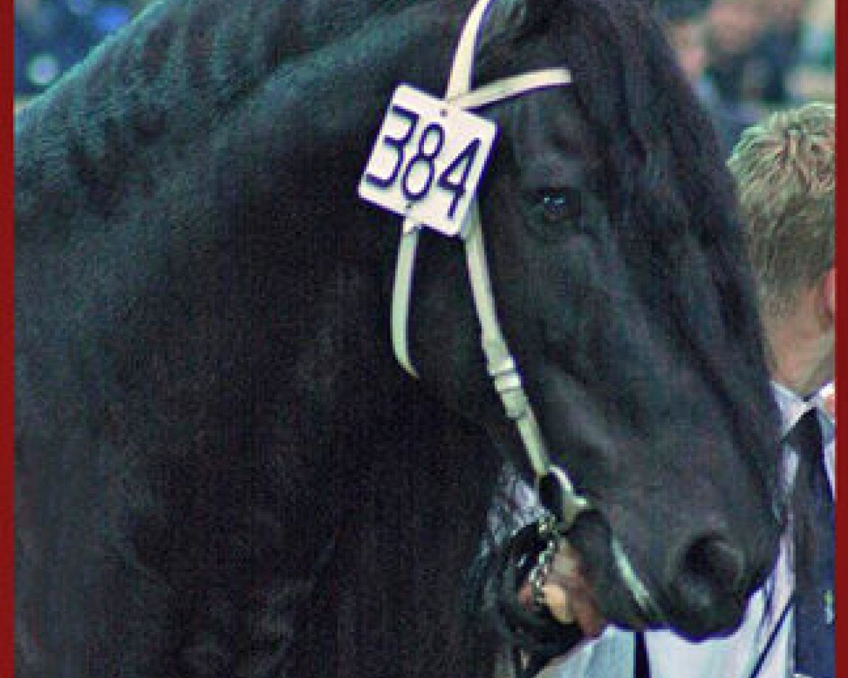 Deckhengst Mintse 384 (Friese, 1996, von Leffert 306)
