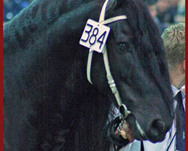 stallion Mintse 384 (Friese, 1996, from Leffert 306)