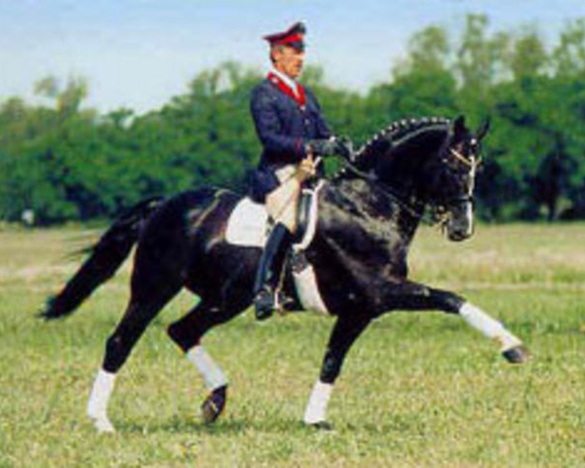 Deckhengst Paradiesvogel (Westfale, 1989, von Parademarsch I)
