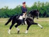 stallion Paradiesvogel (Westphalian, 1989, from Parademarsch I)