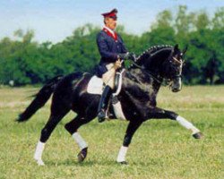 stallion Paradiesvogel (Westphalian, 1989, from Parademarsch I)