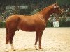stallion Bardolino (Trakehner, 1988, from Itaxerxes)