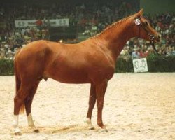 stallion Bardolino (Trakehner, 1988, from Itaxerxes)