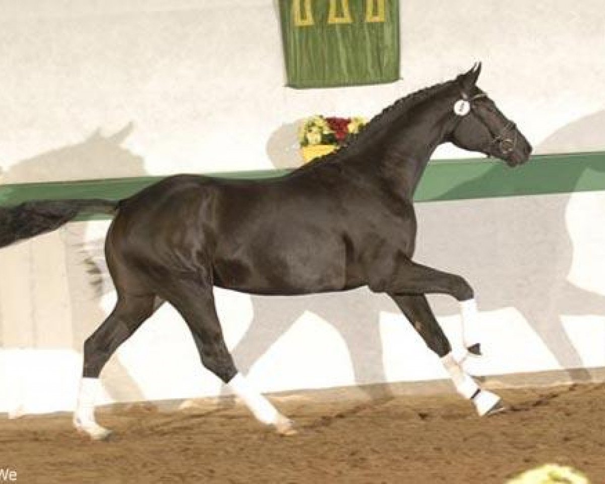 horse His Highness junior (Hanoverian, 2007, from His Highness)