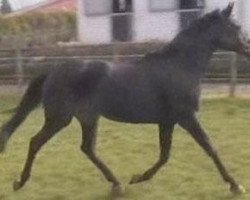 broodmare Namibia (Hanoverian, 1998, from Natiello xx)