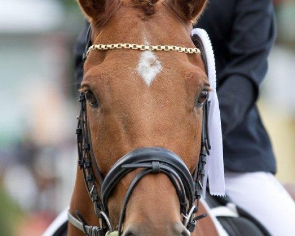 dressage horse Unlimited 20 (KWPN (Royal Dutch Sporthorse), 2001, from Jazz)